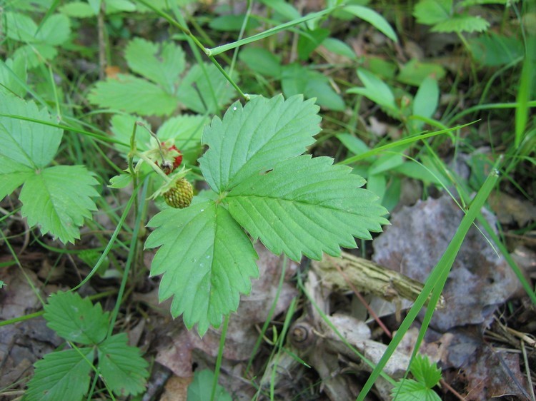 Fragaria vesca